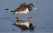 TONY HOWES - Turnstone with mollusc